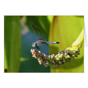 Blauwgroen-eyed Dragonfly