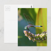 Blauwgroen-eyed Dragonfly Briefkaart (Voorkant / Achterkant)
