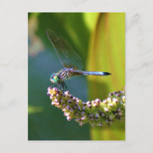 Blauwgroen-eyed Dragonfly Briefkaart