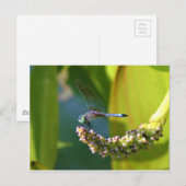 Blauwgroen-eyed Dragonfly Briefkaart (Voorkant / Achterkant)