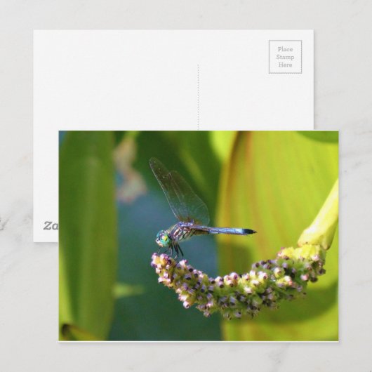 Blauwgroen-eyed Dragonfly Briefkaart (Voorkant / Achterkant)