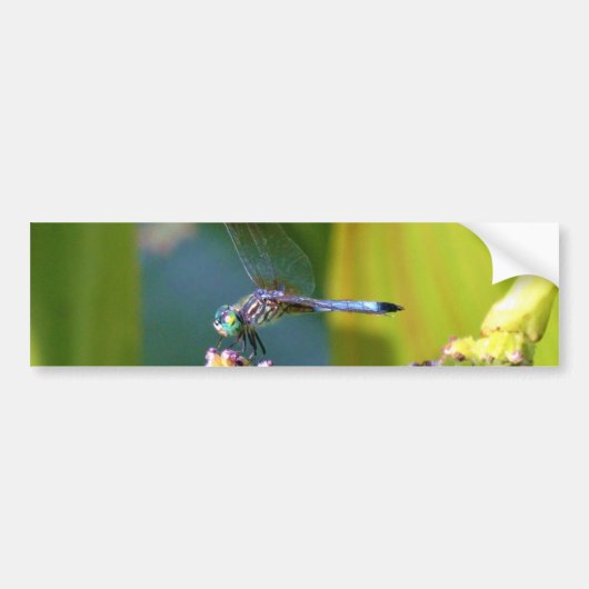 Blauwgroen-eyed Dragonfly Bumpersticker (Voorkant)