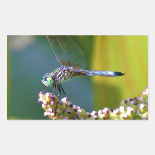 Blauwgroen-eyed Dragonfly Rechthoekige Sticker (Voorkant)