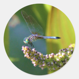 Blauwgroen-eyed Dragonfly Ronde Sticker