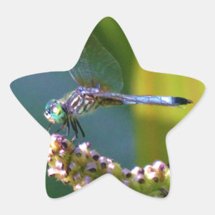 Blauwgroen-eyed Dragonfly Ster Sticker