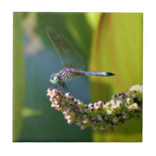 Blauwgroen-eyed Dragonfly Tegeltje