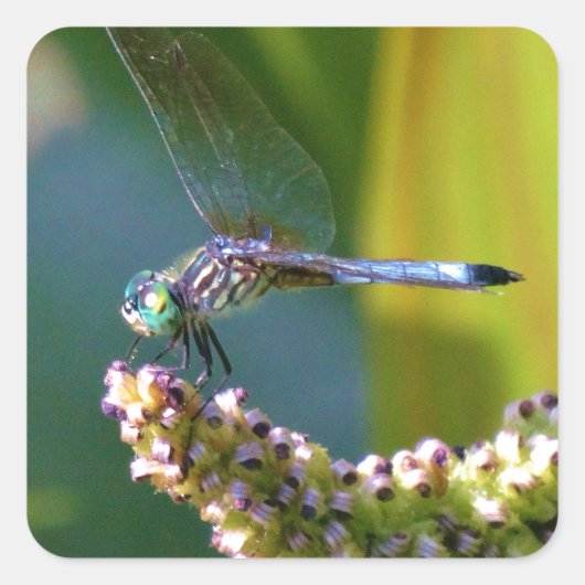 Blauwgroen-eyed Dragonfly Vierkante Sticker (Voorkant)