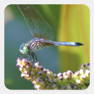 Blauwgroen-eyed Dragonfly Vierkante Sticker