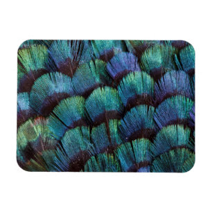 Blauwgroen fazantveerontwerp magneet