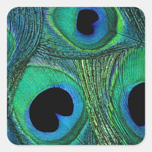 Blauwgroen Groene Blauwe Peacock Veer Stickers / A (Voorkant)