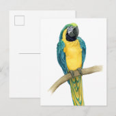 Blauwgroen Macaw Briefkaart (Voorkant / Achterkant)
