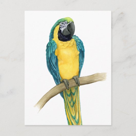 Blauwgroen Macaw Briefkaart (Voorkant)