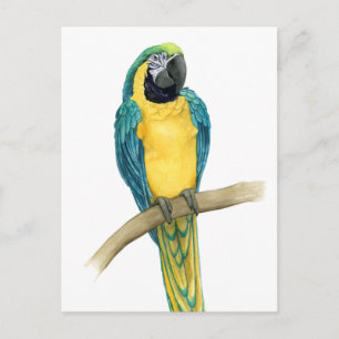 Blauwgroen Macaw Briefkaart
