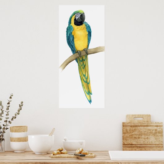 Blauwgroen Macaw Poster (Keuken)