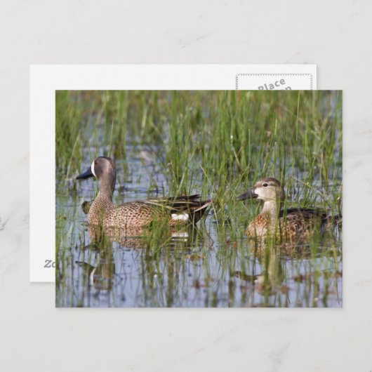 Blauwgroen mannelijk en vrouw met blauw vleugels i briefkaart (Voorkant / Achterkant)
