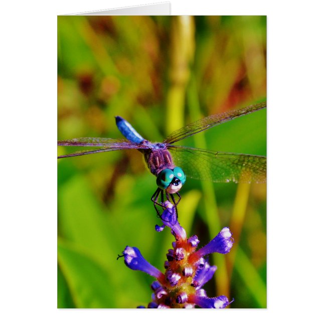Blauwgroen regenboogdragonvlieg (Voorkant)