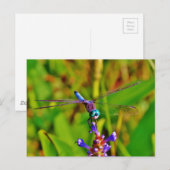 Blauwgroen regenboogdragonvlieg briefkaart (Voorkant / Achterkant)