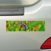 Blauwgroen regenboogdragonvlieg bumpersticker (Op auto)