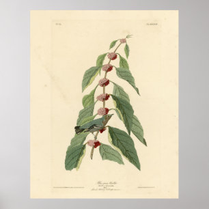 Blauwgroene Warbler uit de Amerikaanse vogels van Poster