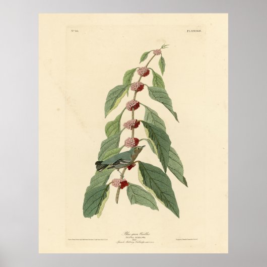 Blauwgroene Warbler uit de Amerikaanse vogels van  Poster (Voorkant)
