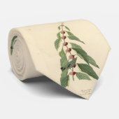 Blauwgroene Warbler uit de Amerikaanse vogels van  Stropdas (Opgerold)