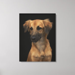 Blauwharshond met zwarte neus op zwarte haai canvas afdruk