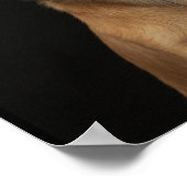 Blauwharshond met zwarte neus op zwarte haai poster (Hoek)