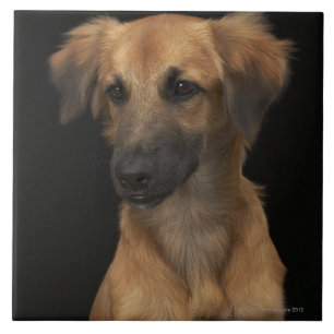 Blauwharshond met zwarte neus op zwarte haai tegeltje