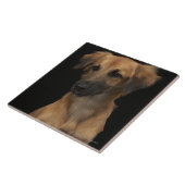 Blauwharshond met zwarte neus op zwarte haai tegeltje (Zijkant)