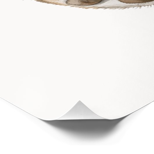 Blauwige Babybeer Perfect Poster (Hoek)