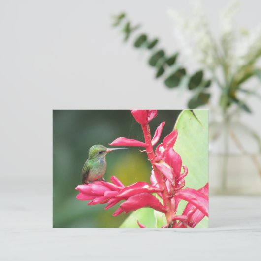 Blauwkeelende Goldentail Kolibrie Foto Briefkaart (Staand voorkant)