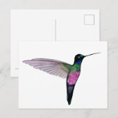 Blauwkeelstarfrontlet Briefkaart (Voorkant / Achterkant)