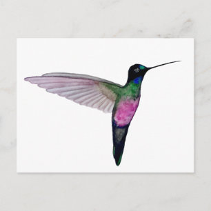 Blauwkeelstarfrontlet Briefkaart
