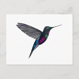 Blauwkeelstarfrontlet Briefkaart
