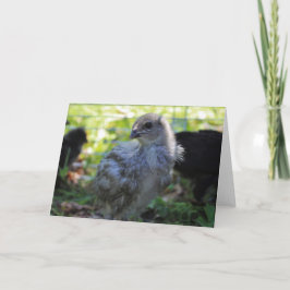 Blauwklokje Kaart