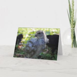 Blauwklokje Kaart