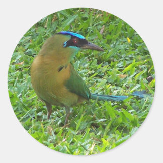 Blauwkroon Motmot Ronde Sticker