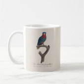 Blauwkroonlori, Vini Australis Koffiemok (Links)