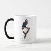 Blauwmaskerlori, Vini Australis Magische Mok (Links)