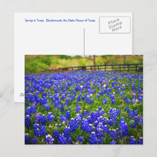 Blauwnetveld Briefkaart (Voorkant / Achterkant)