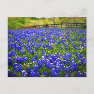 Blauwnetveld Briefkaart