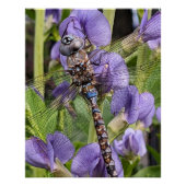 Blauwogige Darner Dragonfly Glossy Fotografisch Perfect Poster (Voorkant)