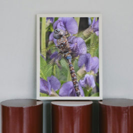 Blauwogige Darner Dragonfly Glossy Fotografisch Perfect Poster