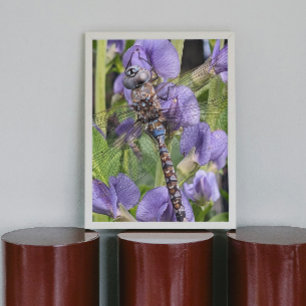Blauwogige Darner Dragonfly Glossy Fotografisch Perfect Poster