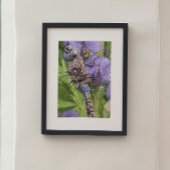 Blauwogige darner libel op bloem foto afdruk