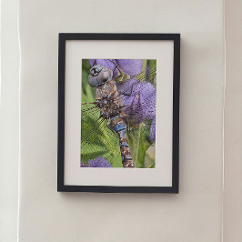 Blauwogige darner libel op bloem foto afdruk