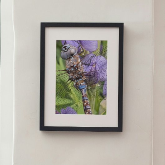 Blauwogige darner libel op bloem foto afdruk