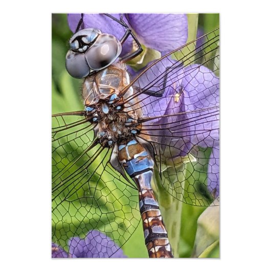 Blauwogige darner libel op bloem foto afdruk (Voorkant)