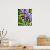 Blauwogige Glazenmaker Libel Fotografie Poster (Keuken)