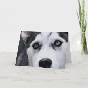 Blauwogige Husky-Wenskaarten Kaart